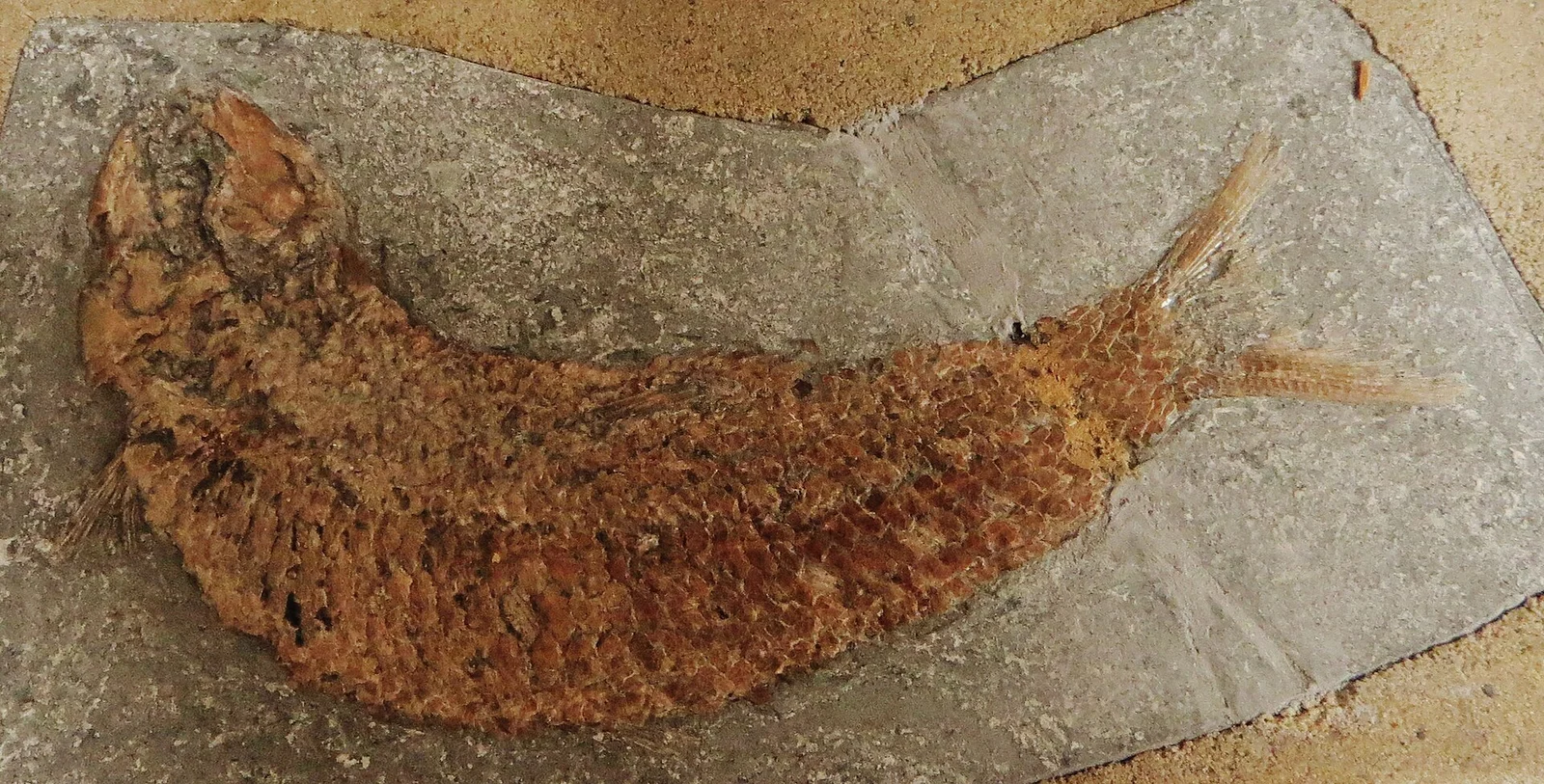 Pholidophorus latiusculus