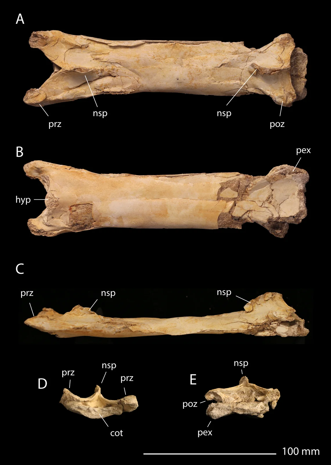 Phosphatodraco mauritanicus