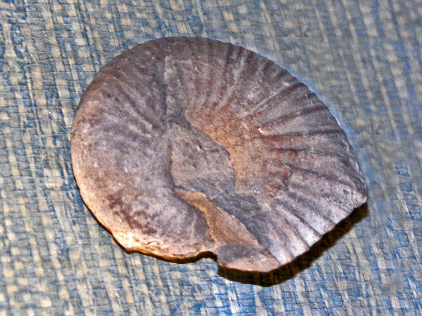 Phyllopachyceras forbesianum