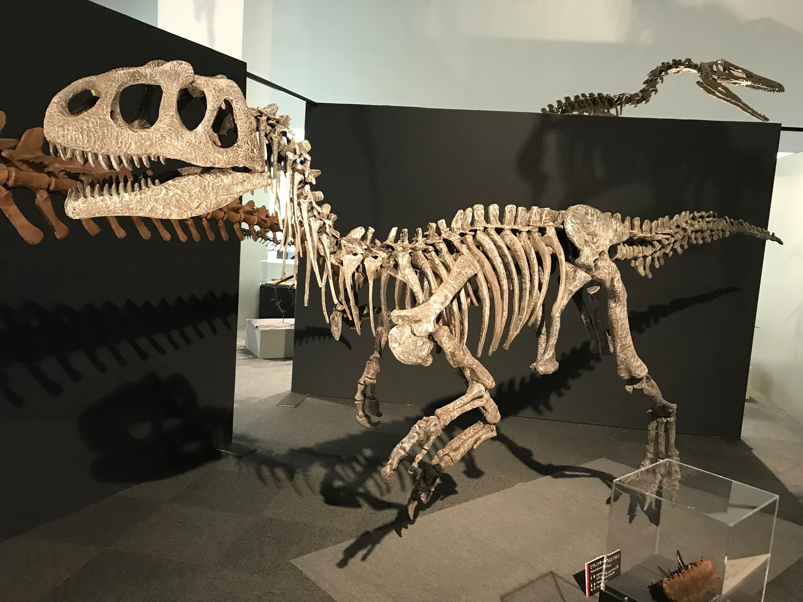 Piatnitzkysaurus floresi