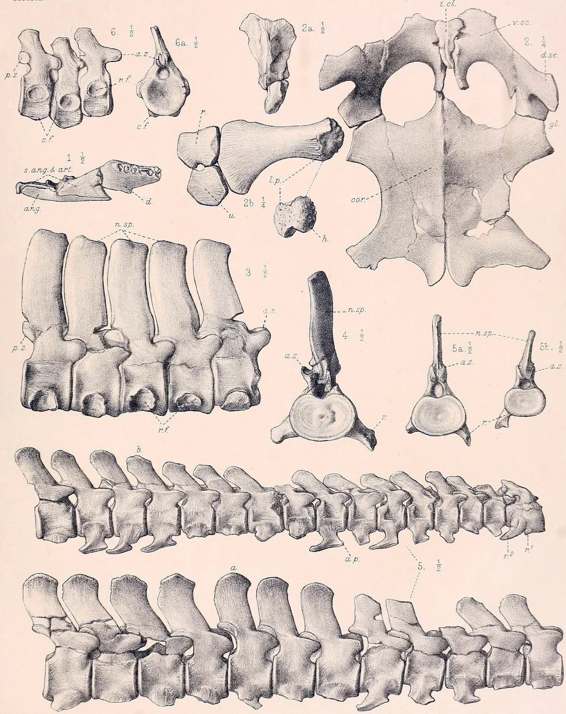 Picrocleidus beloclis