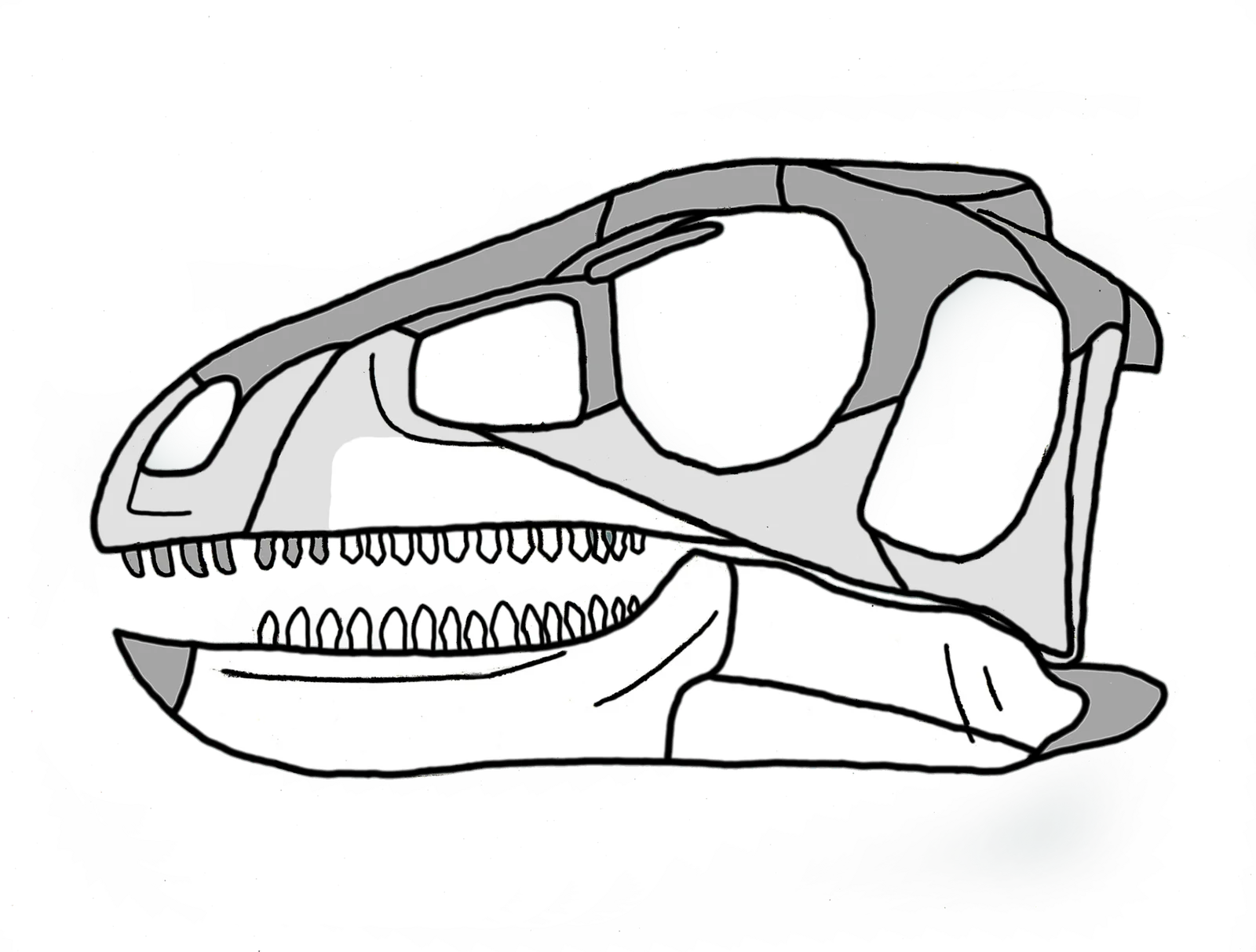 Pisanosaurus mertii