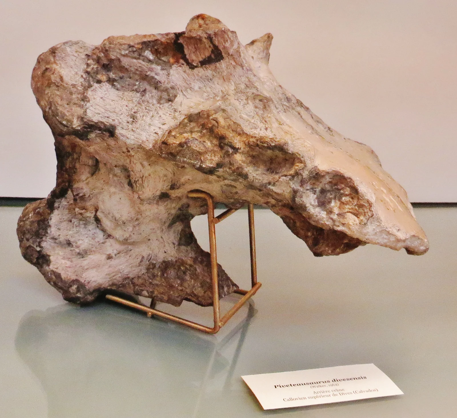 Piveteausaurus divesensis