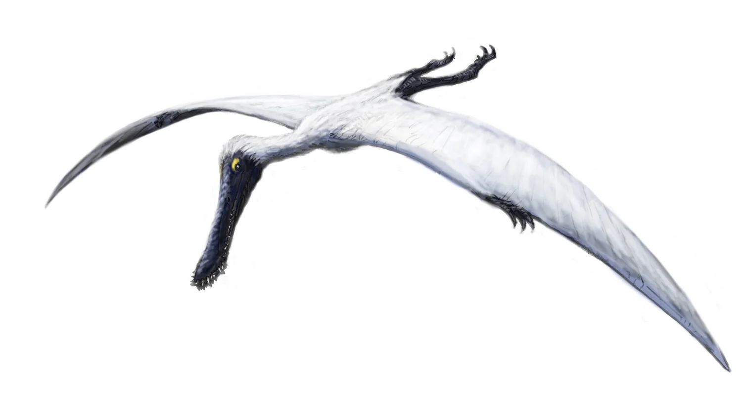 Plataleorhynchus streptophorodon