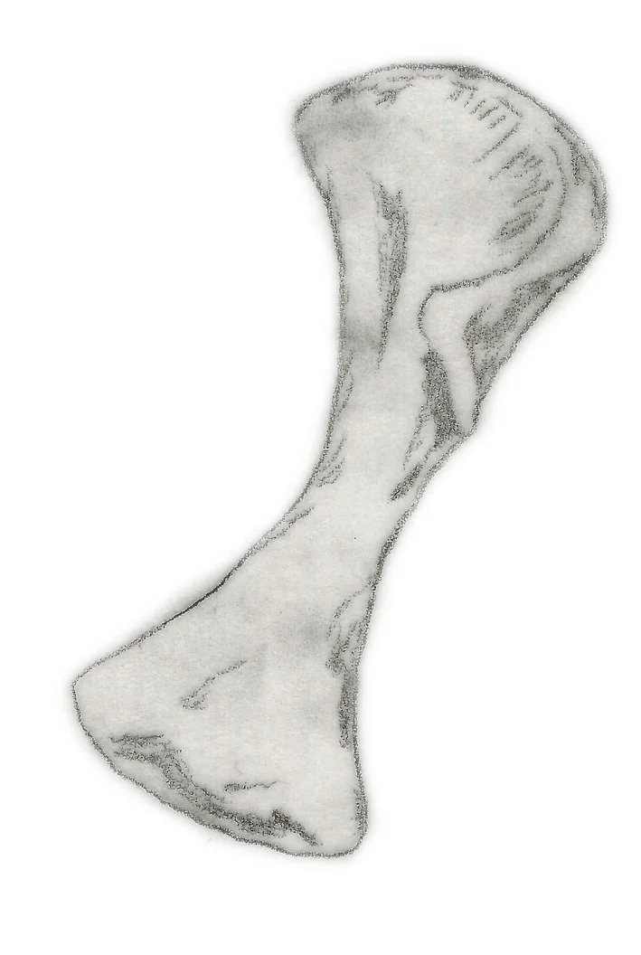 Plateosauravus cullingworthi