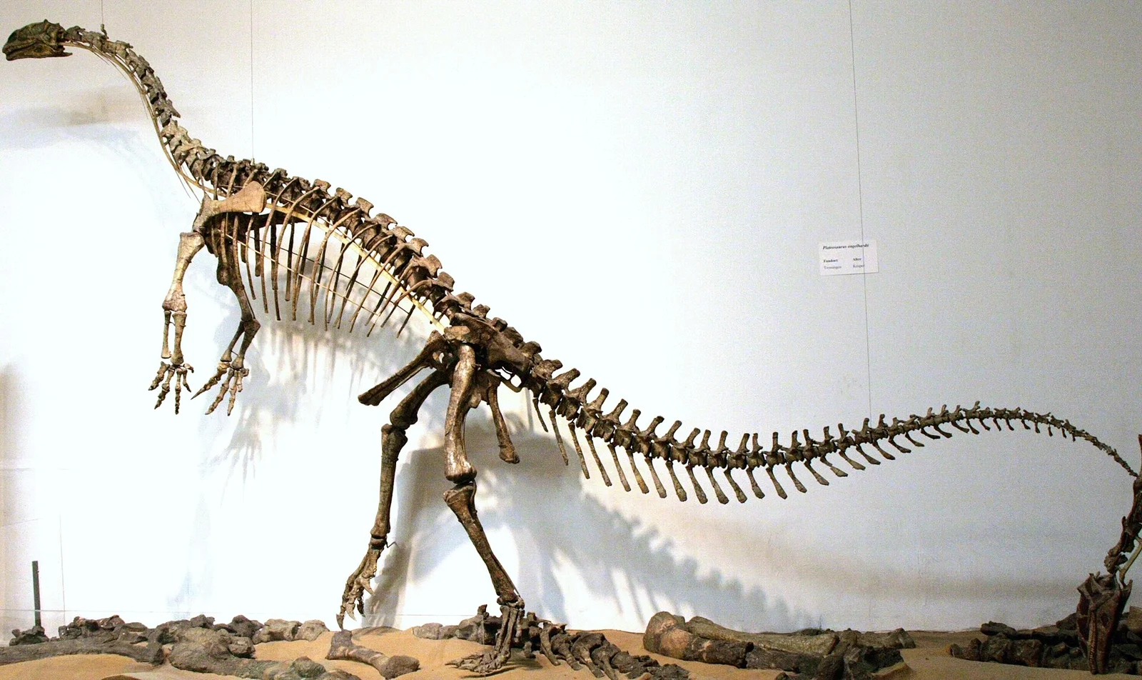 Plateosaurus gracilis