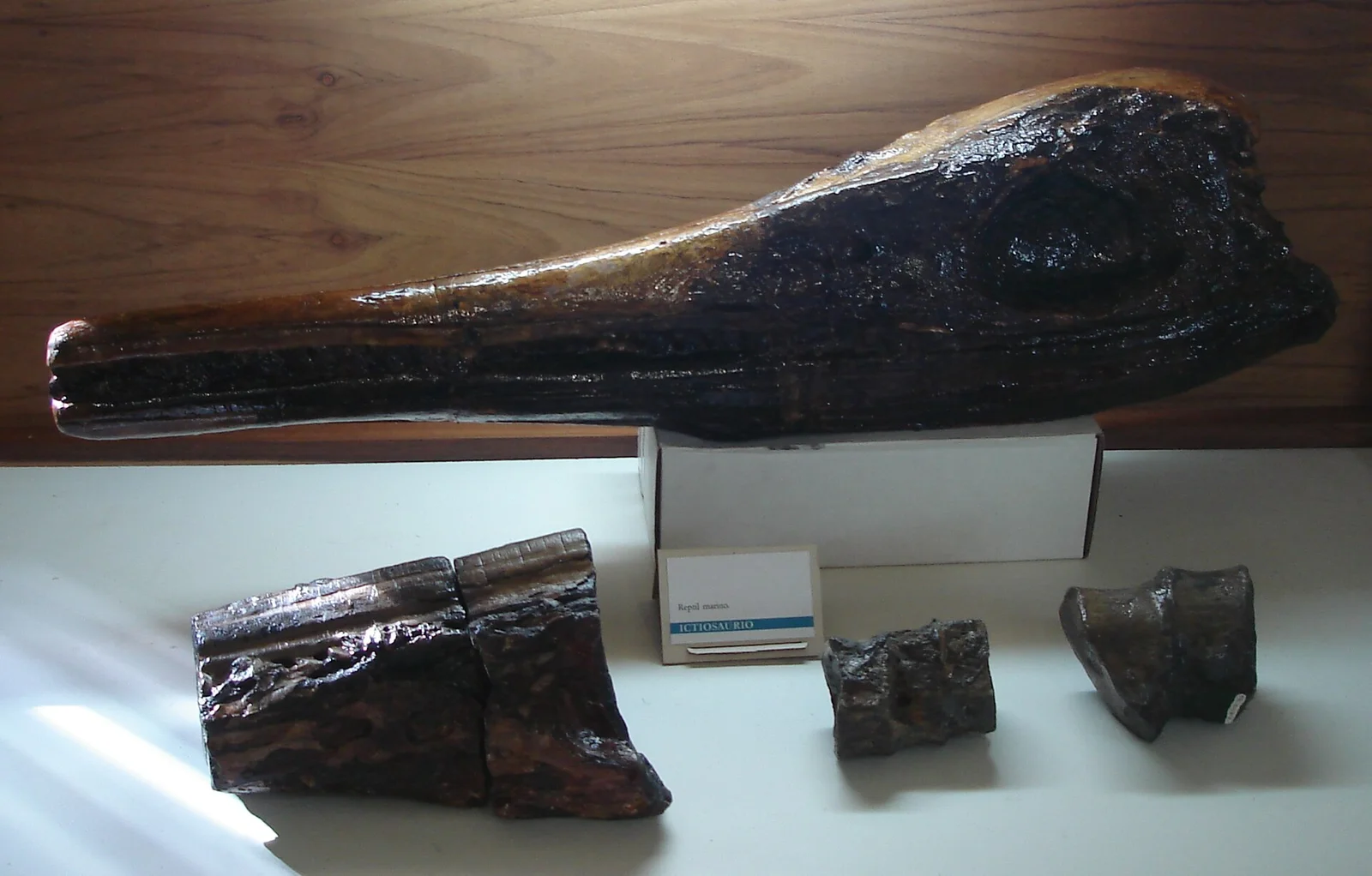 Platypterygius sachicarum
