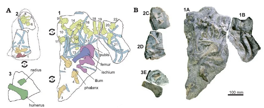 Plesiopharos moelensis