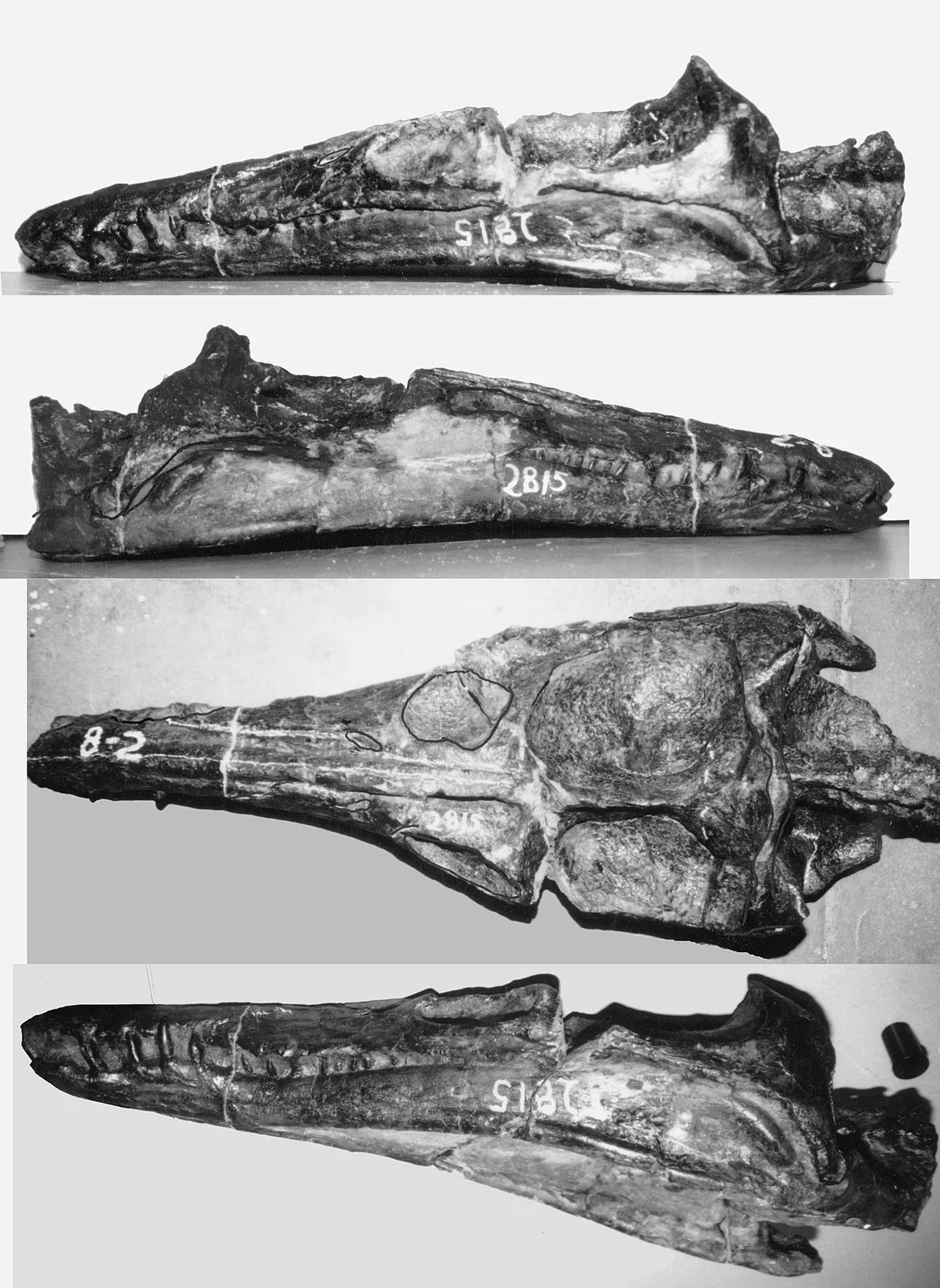 Plesiopleurodon wellesi