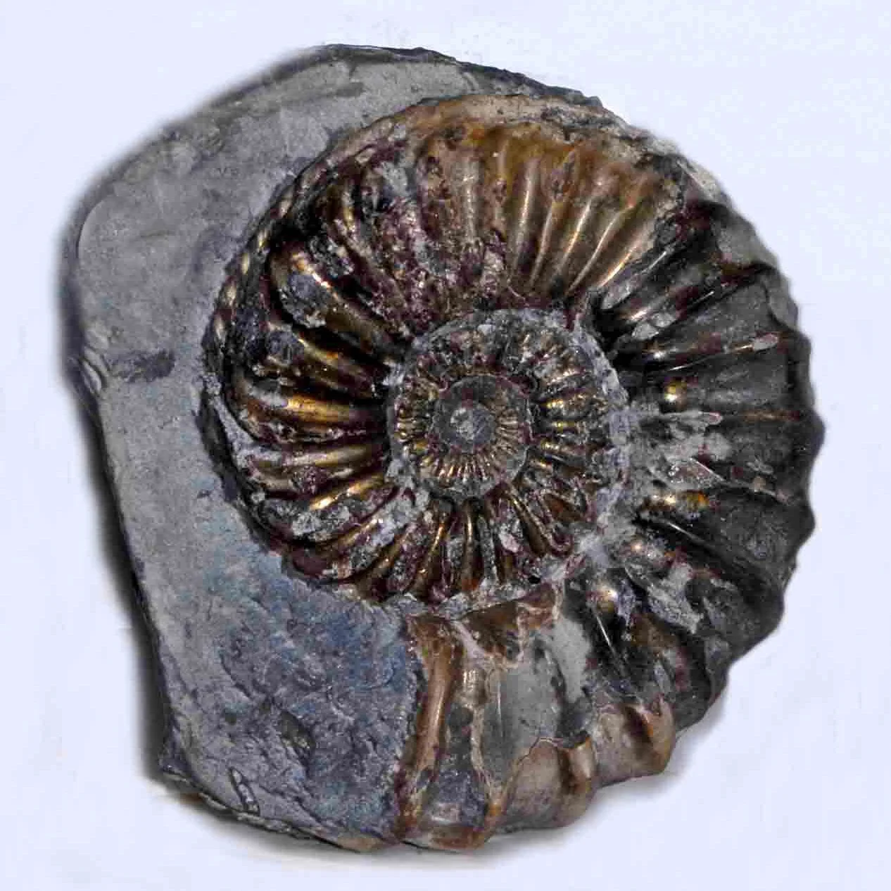 Pleuroceras solare