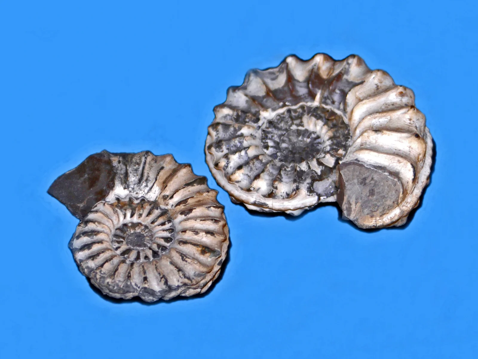 Pleuroceras spinatum