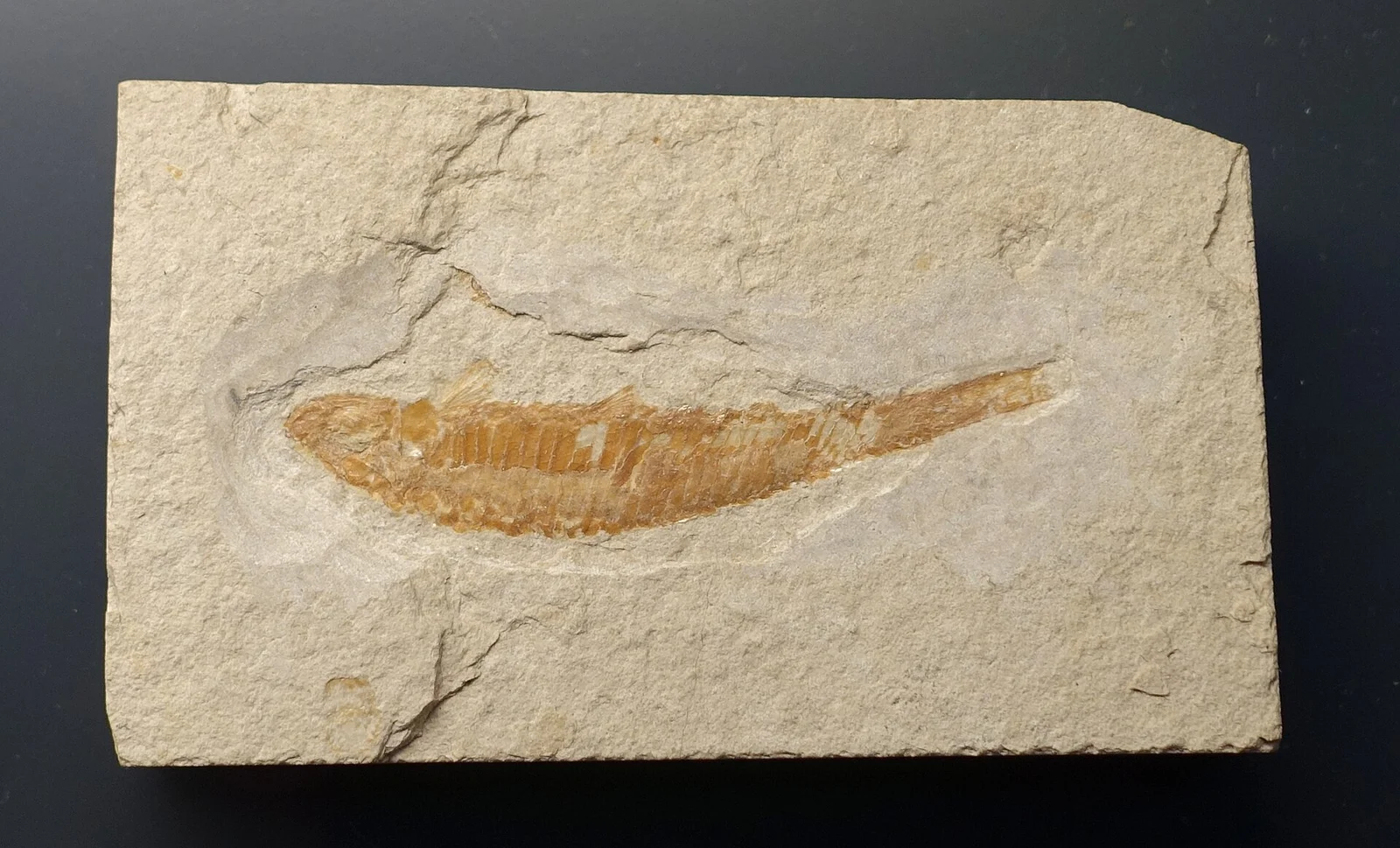 Pleuropholis serrata