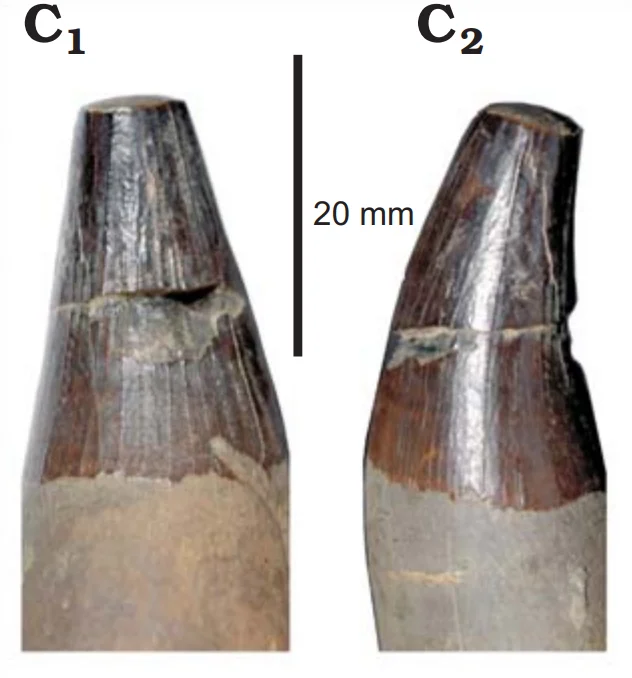 Pliosaurus andrewsi
