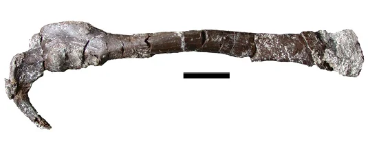 Pneumatoraptor fodori