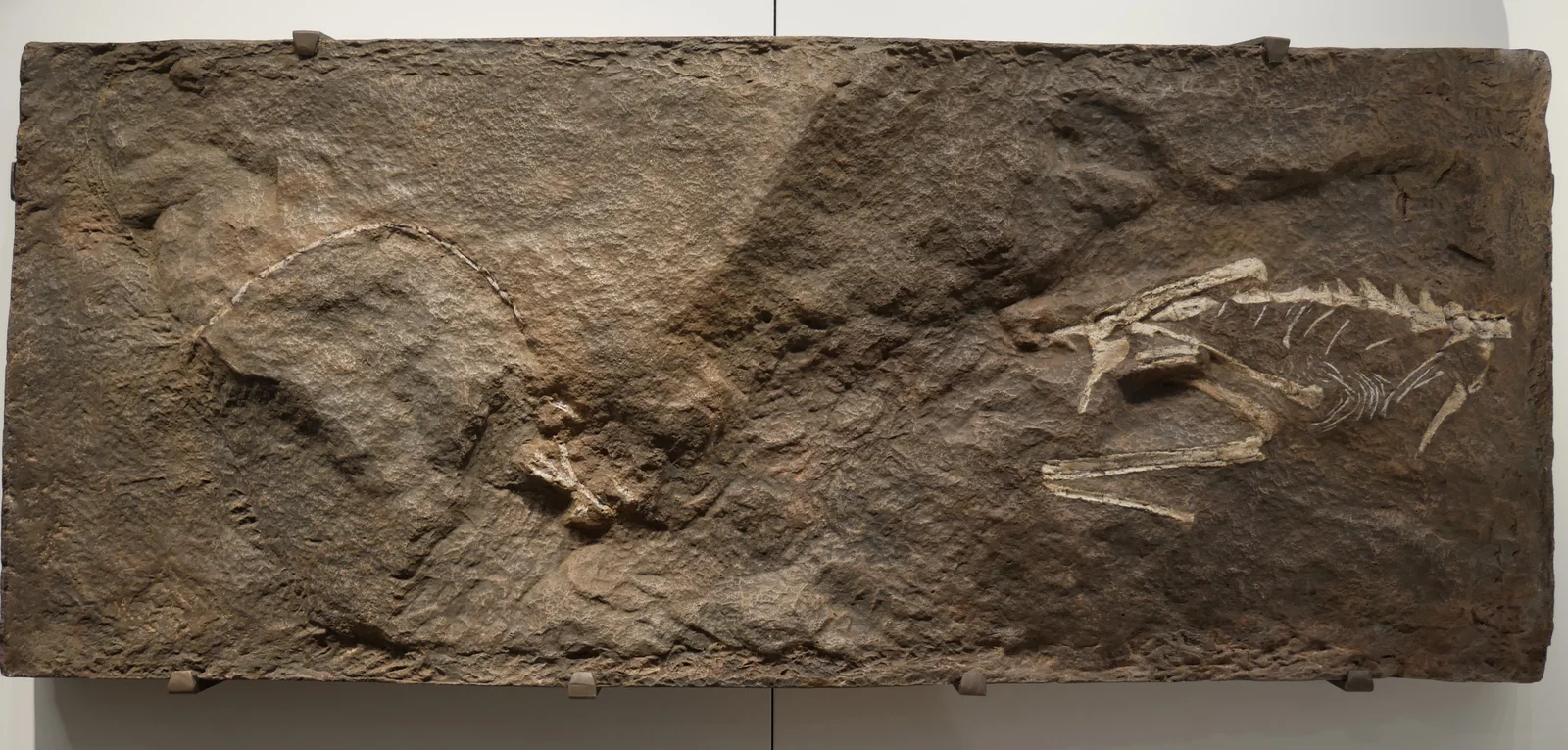 Podokesaurus holyokensis