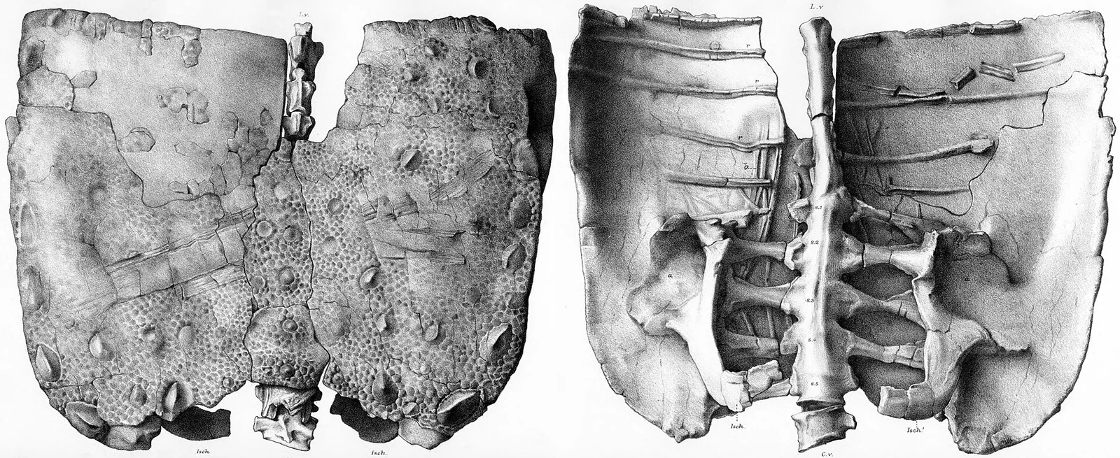 Polacanthus foxii