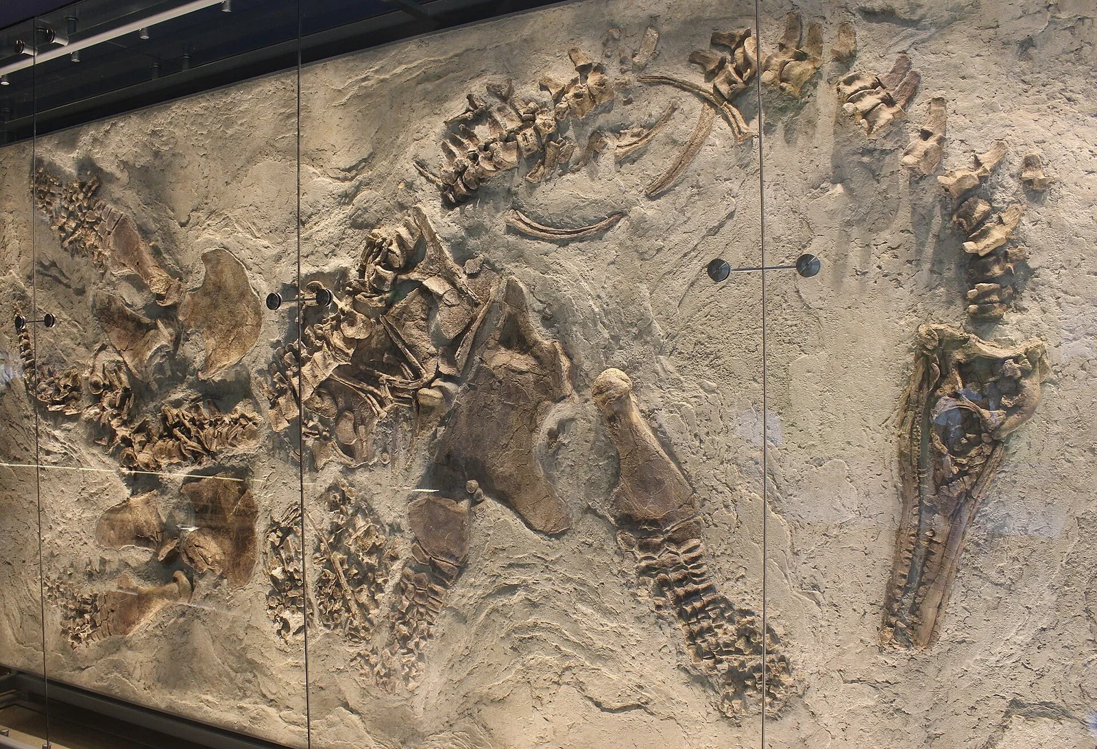 Polycotylus latipinnis