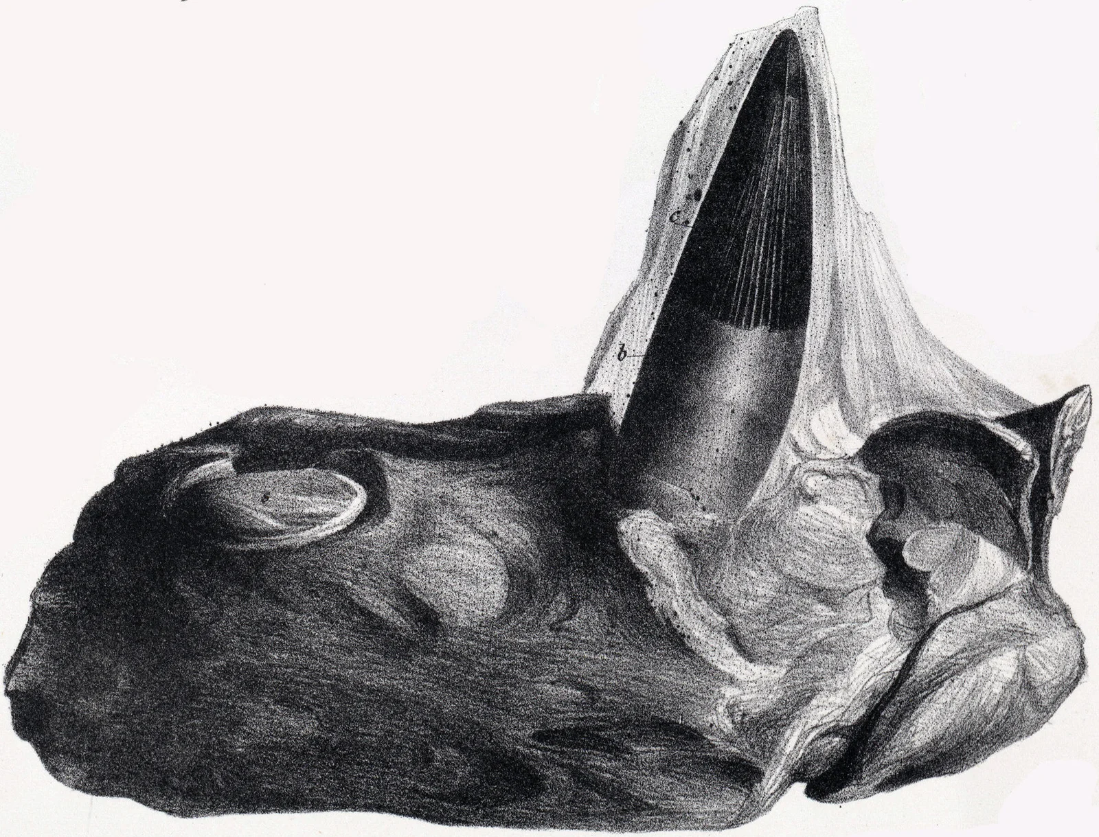 Polyptychodon hudsoni