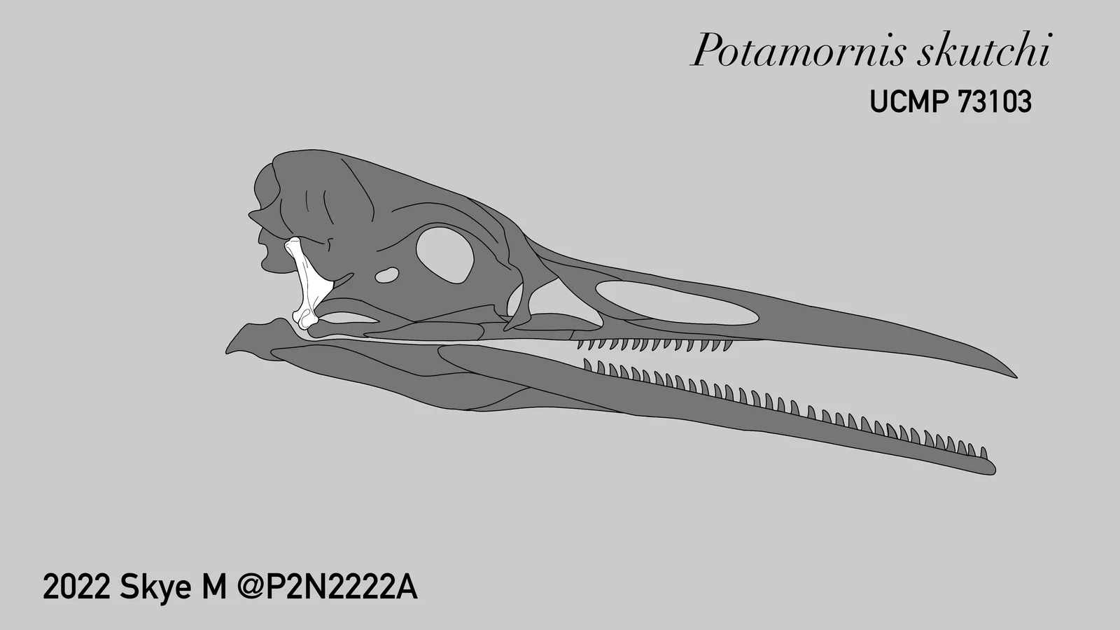Potamornis skutchi