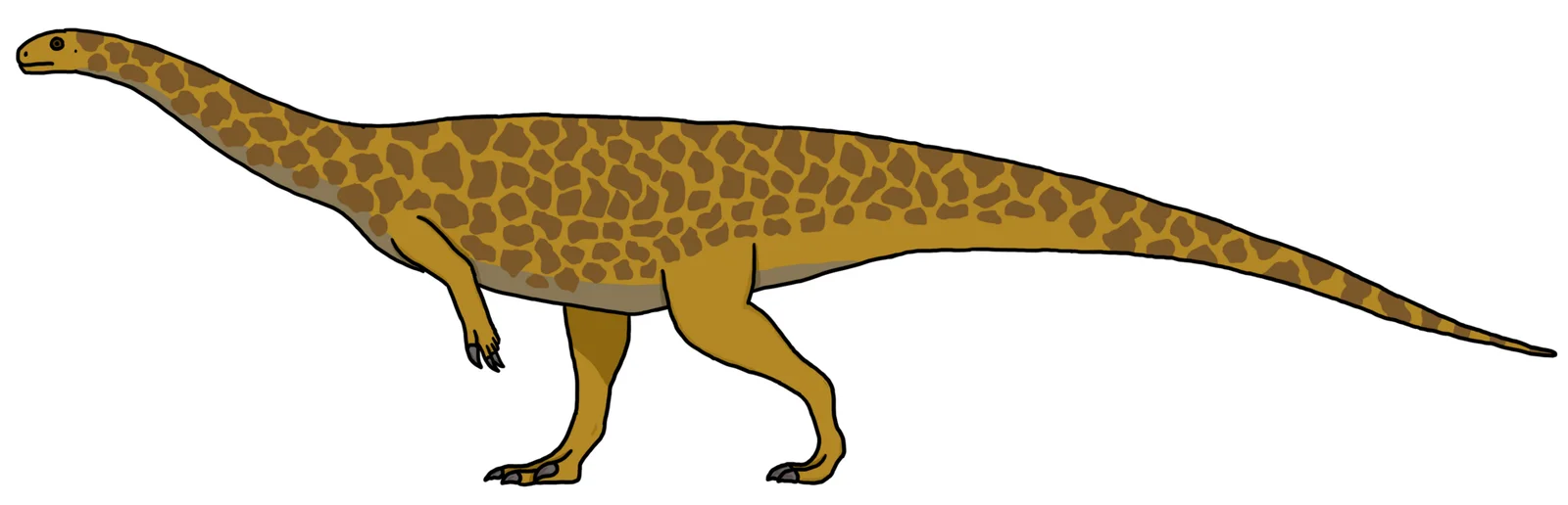 Pradhania gracilis