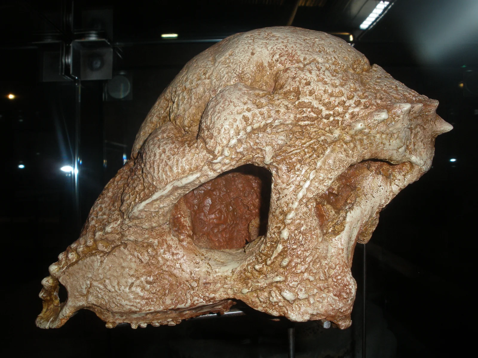 Prenocephale prenes