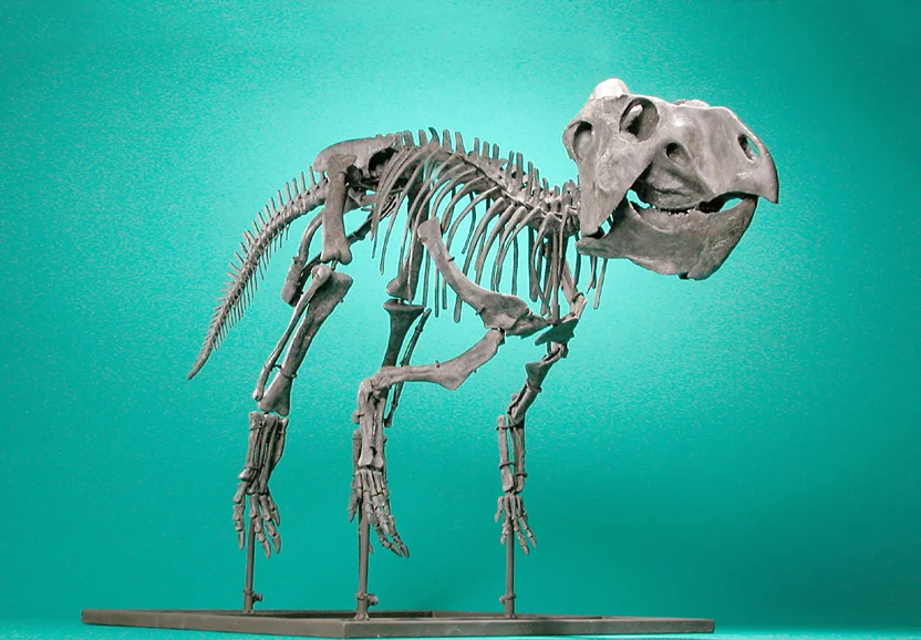 Prenoceratops pieganensis
