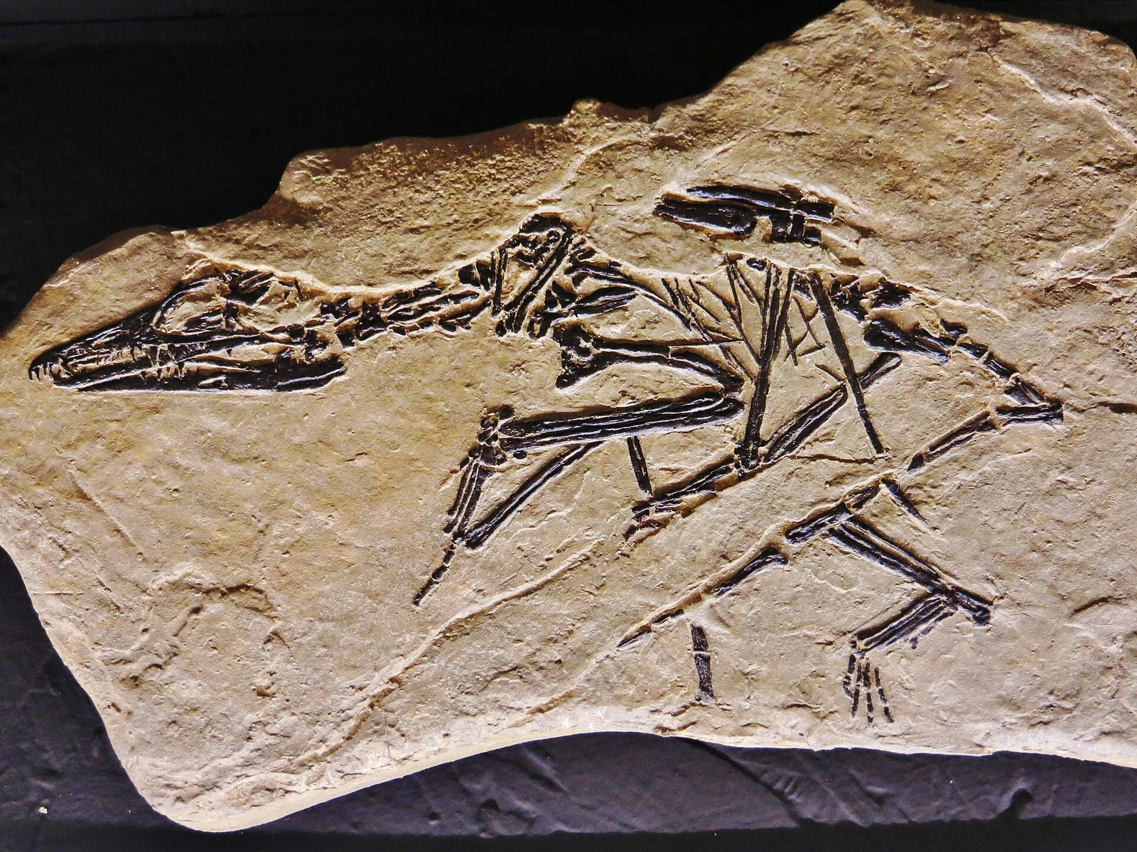 Preondactylus buffarinii