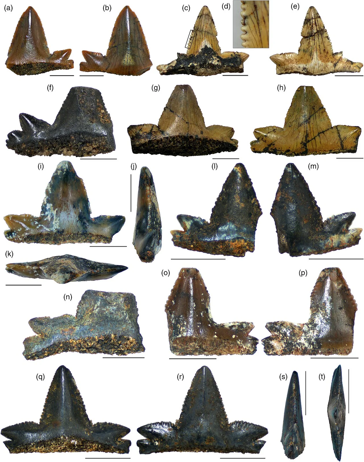 Priohybodus arambourgi