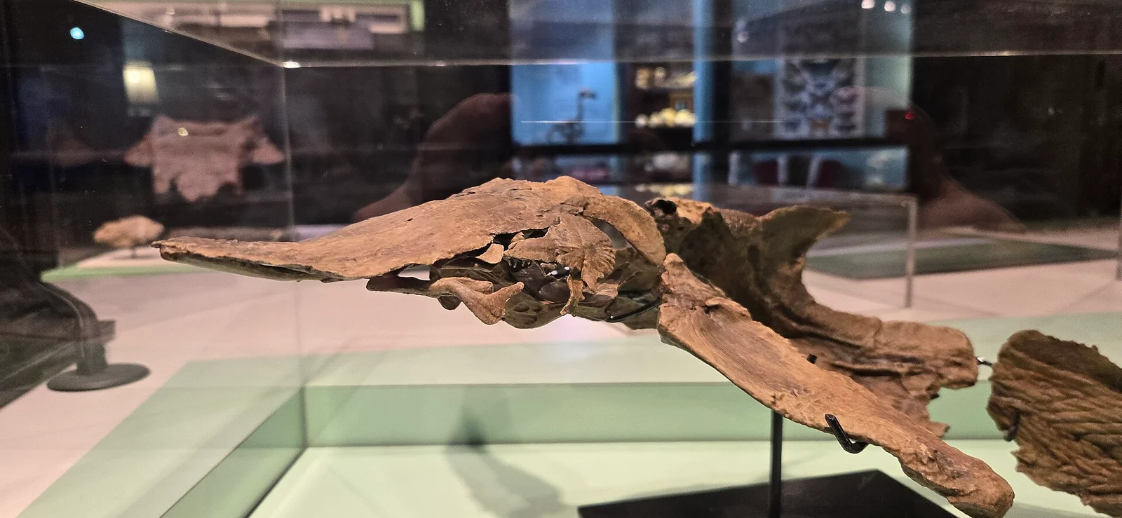 Priscosturion longipinnis