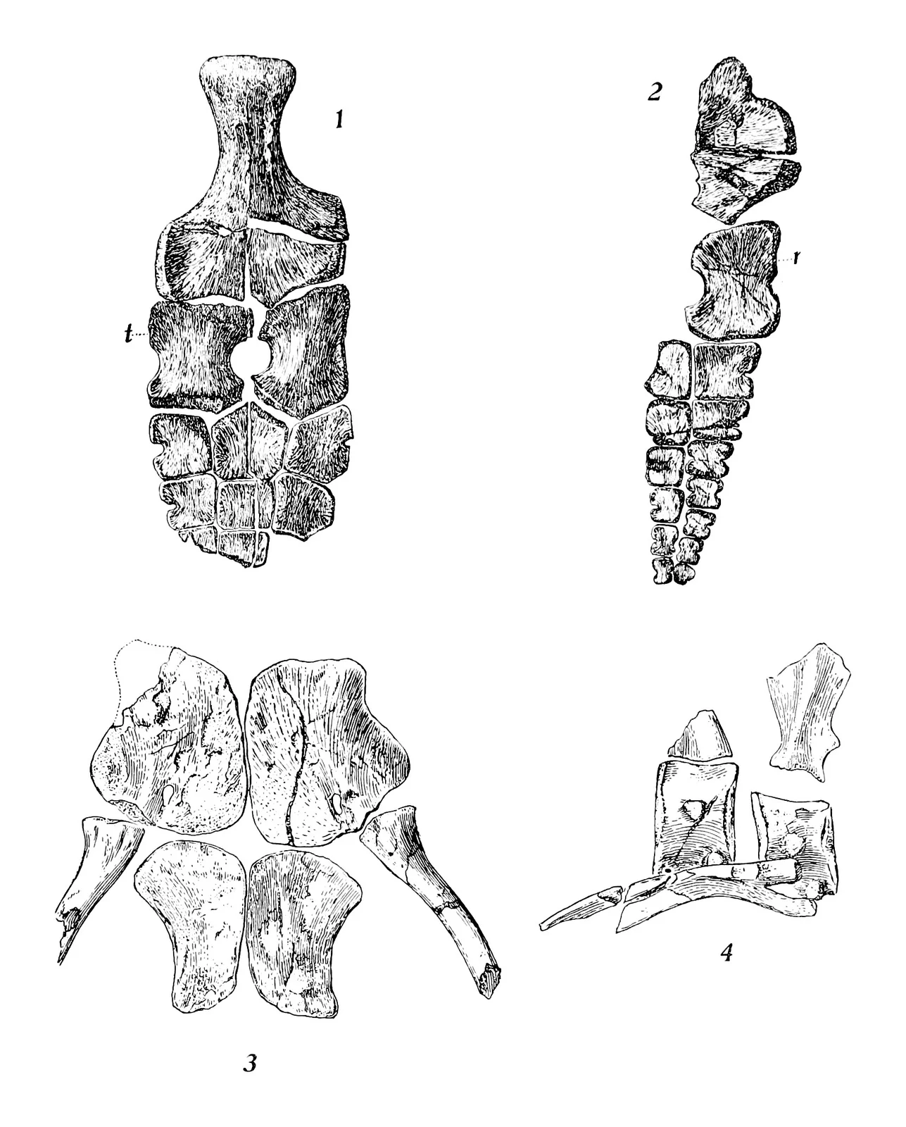 Toretocnemus californicus